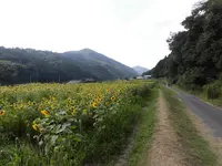 南光ひまわり畑の写真・動画_image_150242