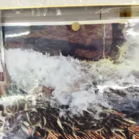 大瀬観光やなの写真・動画_image_150466