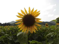 南光ひまわり館の写真・動画_image_150622