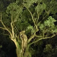 武雄神社（武雄五社大明神）の写真・動画_image_150646