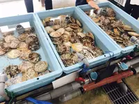 たぶの木直売所の写真・動画_image_151810