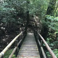 ヤクスギランド（屋久島自然休養林）の写真・動画_image_152098