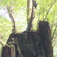 ヤクスギランド（屋久島自然休養林）の写真・動画_image_152099