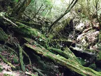 ヤクスギランド（屋久島自然休養林）の写真・動画_image_152100