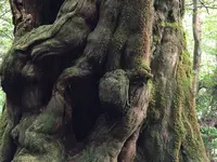 ヤクスギランド（屋久島自然休養林）の写真・動画_image_152101