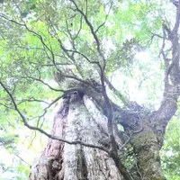紀元杉の写真・動画_image_152103