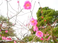 兼六園の写真・動画_image_152428