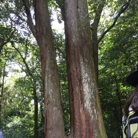 伊勢神宮外宮（豊受大神宮）の写真・動画_image_152859