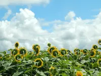 津南ひまわり広場の写真・動画_image_152960