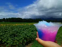 津南ひまわり広場の写真・動画_image_152961