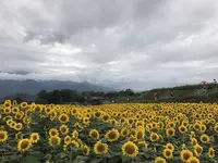 明野サンフラワーフェスティバル浅尾新田会場の写真・動画_image_153152