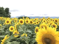 明野サンフラワーフェスティバル浅尾新田会場の写真・動画_image_153153