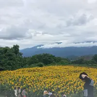 明野サンフラワーフェスティバル浅尾新田会場の写真・動画_image_153154