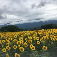明野サンフラワーフェスティバル浅尾新田会場の写真・動画_image_153155