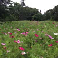 明野サンフラワーフェスティバル浅尾新田会場の写真・動画_image_153156