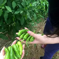 農家民宿 新助の写真・動画_image_153540