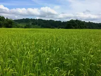 農家民宿 新助の写真・動画_image_153550