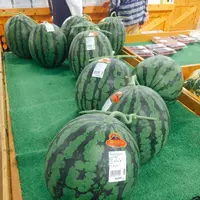 道の駅 七城メロンドームの写真・動画_image_154148