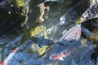 川に挟まれた水の町「郡上」の写真・動画_image_154338