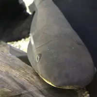 上野動物園の写真・動画_image_154696