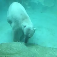 上野動物園の写真・動画_image_154697