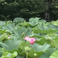 上野動物園の写真・動画_image_154698