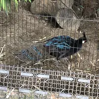 上野動物園の写真・動画_image_154701