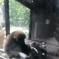 上野動物園の写真・動画_image_154702
