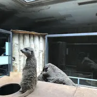 上野動物園の写真・動画_image_154703