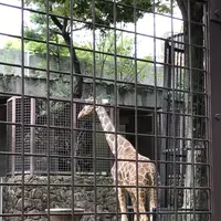 上野動物園の写真・動画_image_154704