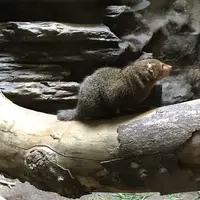 上野動物園の写真・動画_image_154708