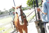 淡路ファームパーク イングランドの丘の写真・動画_image_155996