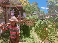 Tegallalangの写真・動画_image_156023