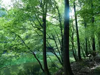 竜ヶ窪の池の写真・動画_image_156114