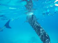 セブ島の写真・動画_image_156188