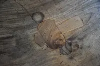 西福寺 開山堂の写真・動画_image_156398