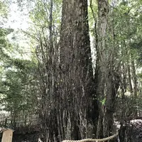 貴船神社 中宮 結社の写真・動画_image_156444