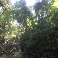 等々力渓谷の写真・動画_image_156608