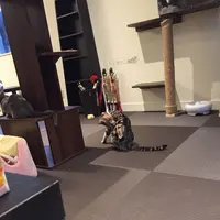 猫喫茶 空陸家 下北沢店の写真・動画_image_156810