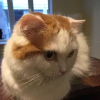 猫喫茶 空陸家 下北沢店の写真・動画_image_156811