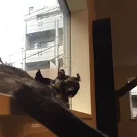 猫喫茶 空陸家 下北沢店の写真・動画_image_156812