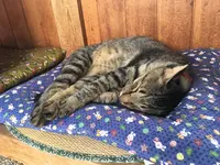 御誕生寺の写真・動画_image_156990
