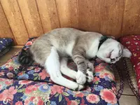 御誕生寺の写真・動画_image_156991