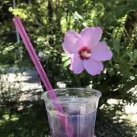 モネの池（名もなき池）の写真・動画_image_157427