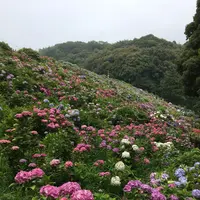 形原温泉あじさいの里の写真・動画_image_157545