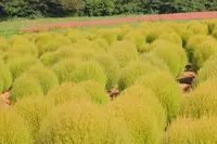 ひるがの高原コキアパークの写真・動画_image_158144