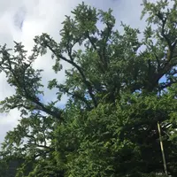 下城の大イチョウの写真・動画_image_158276