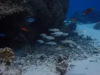 嘉比島の写真・動画_image_158285