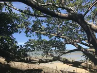 浜辺の茶屋の写真・動画_image_158565