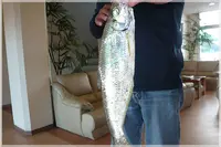 天草渚亭 - お部屋から魚釣りが楽しめる熊本天草のお宿の写真・動画_image_158779